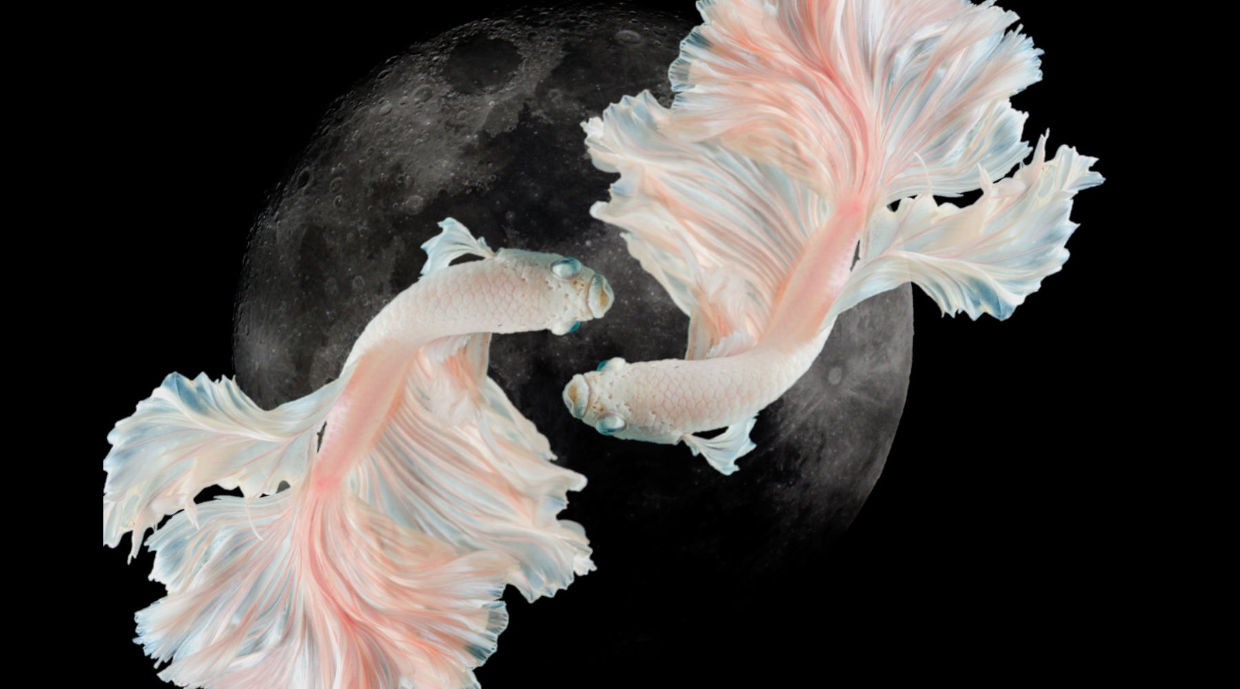Your New Moon in Pisces Reading