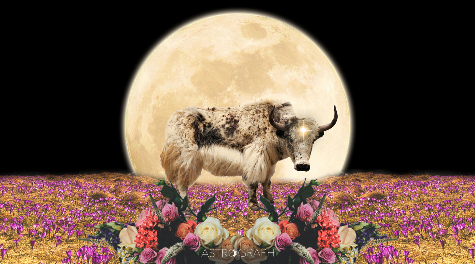 your-full-moon-in-taurus-reading-full-circle-image