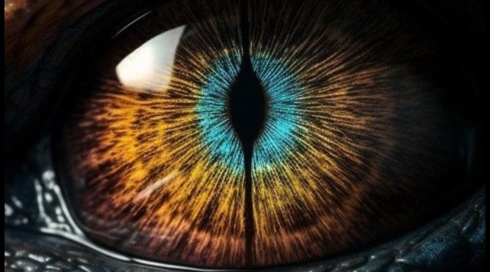 Akashic Reading on Dragon Ley Lines