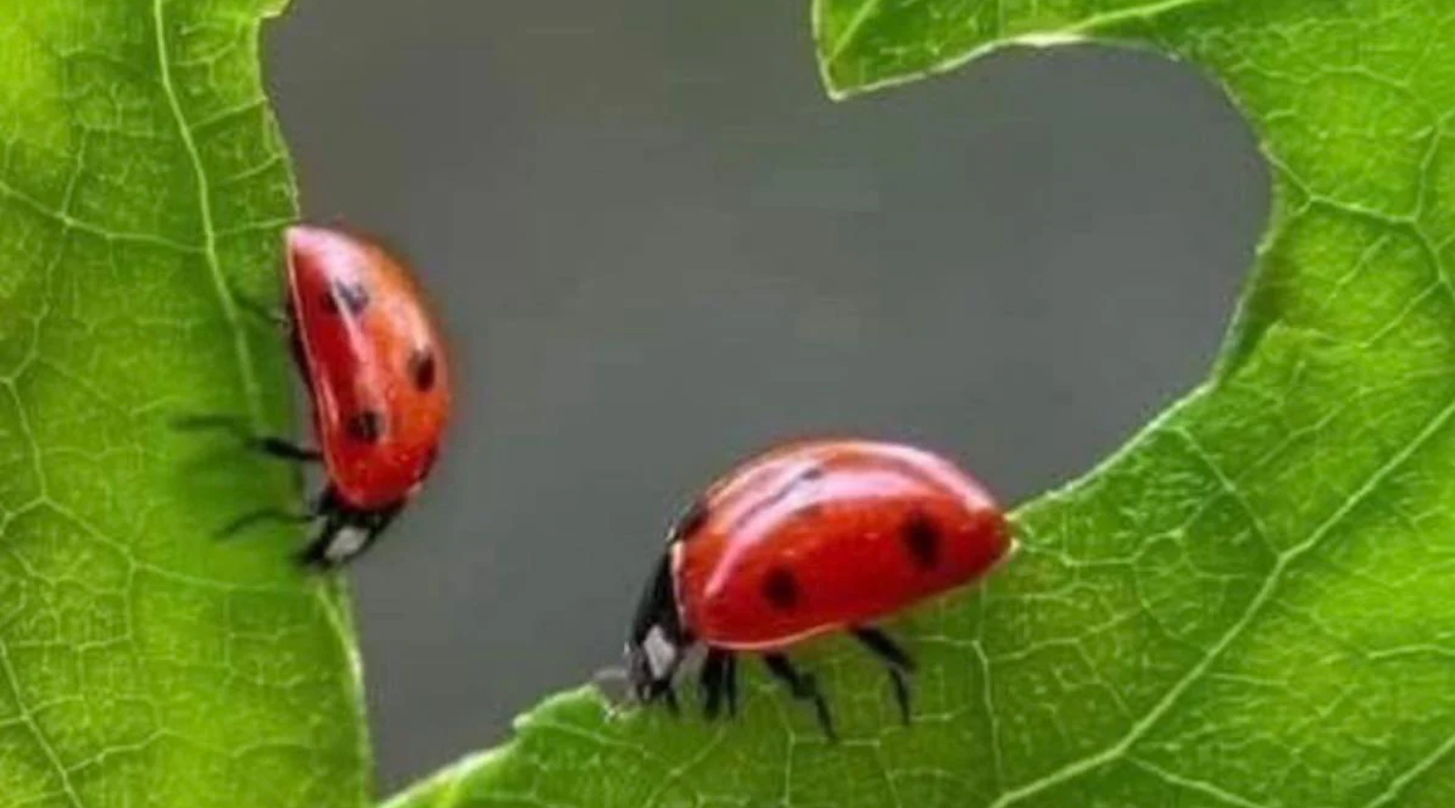 Multidimensional Life and the Ethics of Light